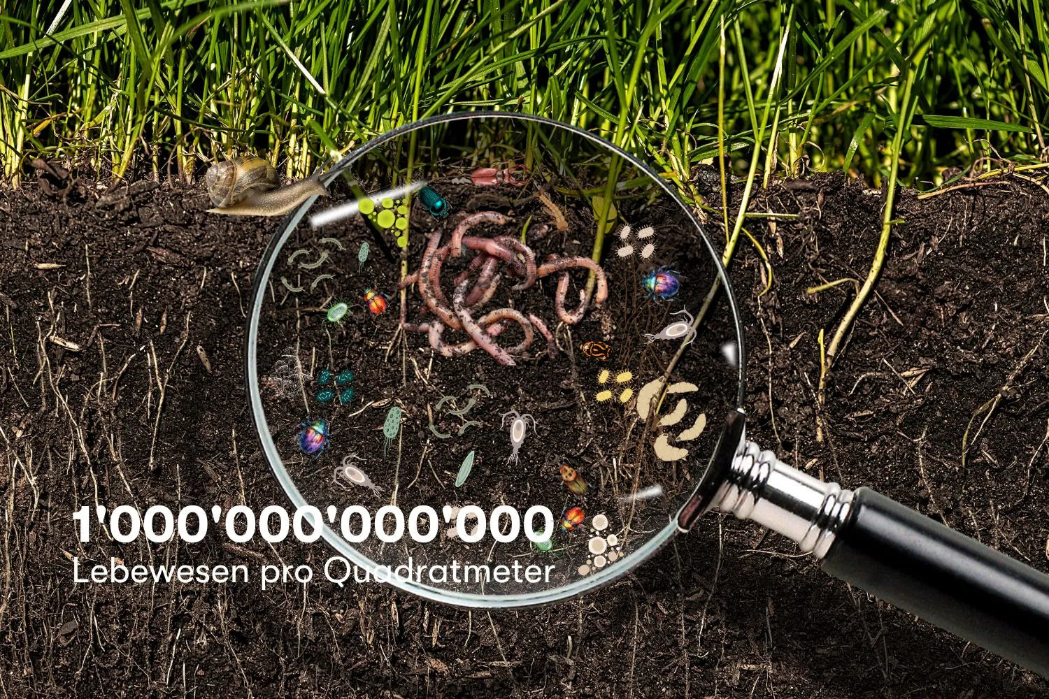 1’000’000’000’000 Lebewesen pro Quadratmeter!