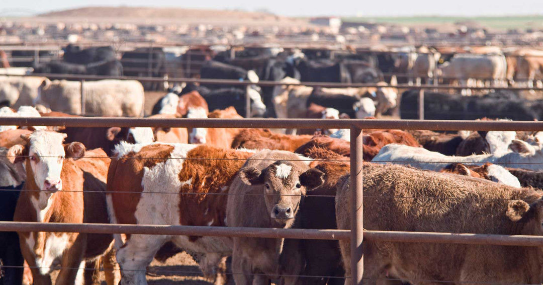 Der Wasserverbrauch für 1 Kilo industrielles Rindfleisch wird mit 16'000 Liter Wasser bemessen - Alpahirt