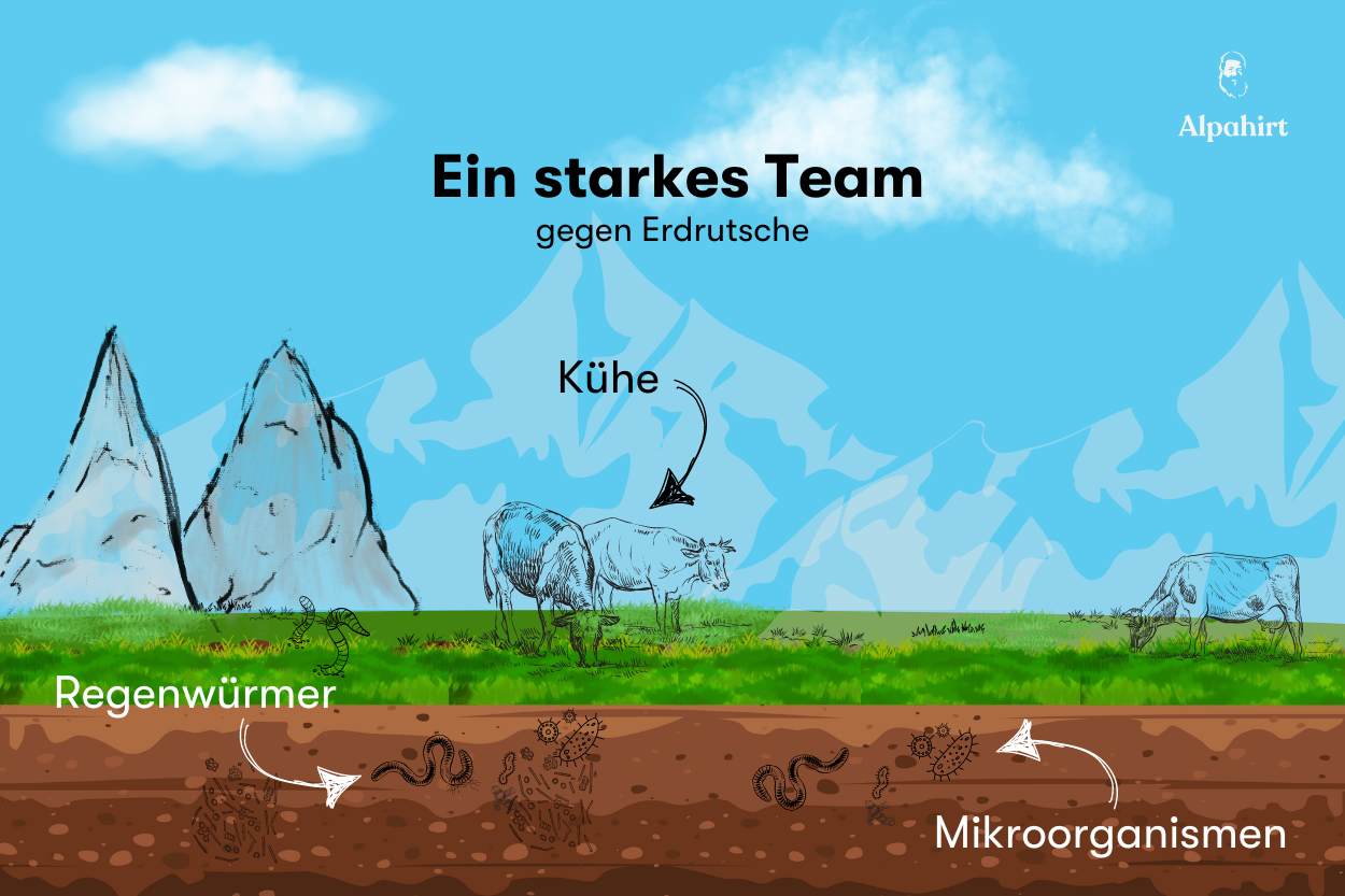 Wie Kühe Erdrutsche verhindern können