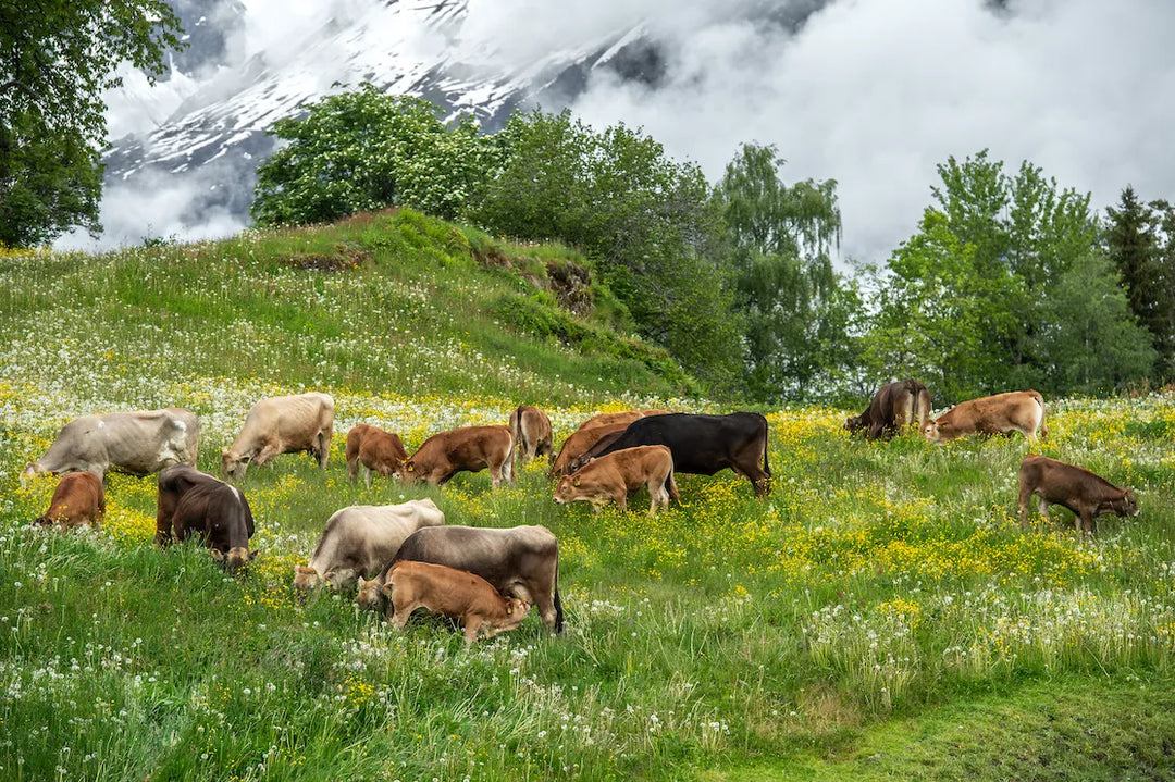 Ein Tag in der Alpahirt-Wertschöpfungskette: Von der Alp bis auf den Teller