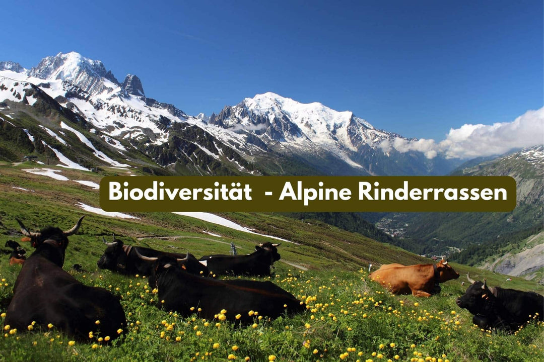 Biodiversität II – Alpine Rinderrassen - Alpahirt