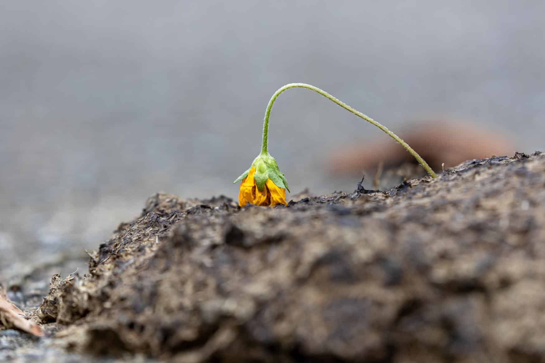 Biodiversität III – Der Kuhfladen - Alpahirt