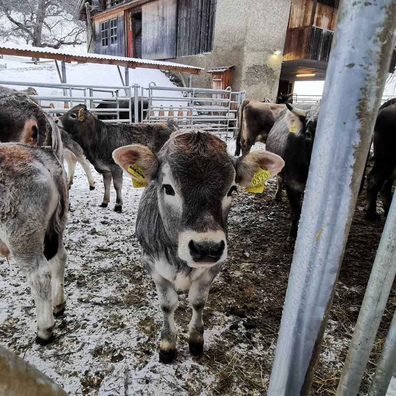 Gutes Fleisch dank Achtsamkeit, Stolz und Freude - Alpahirt