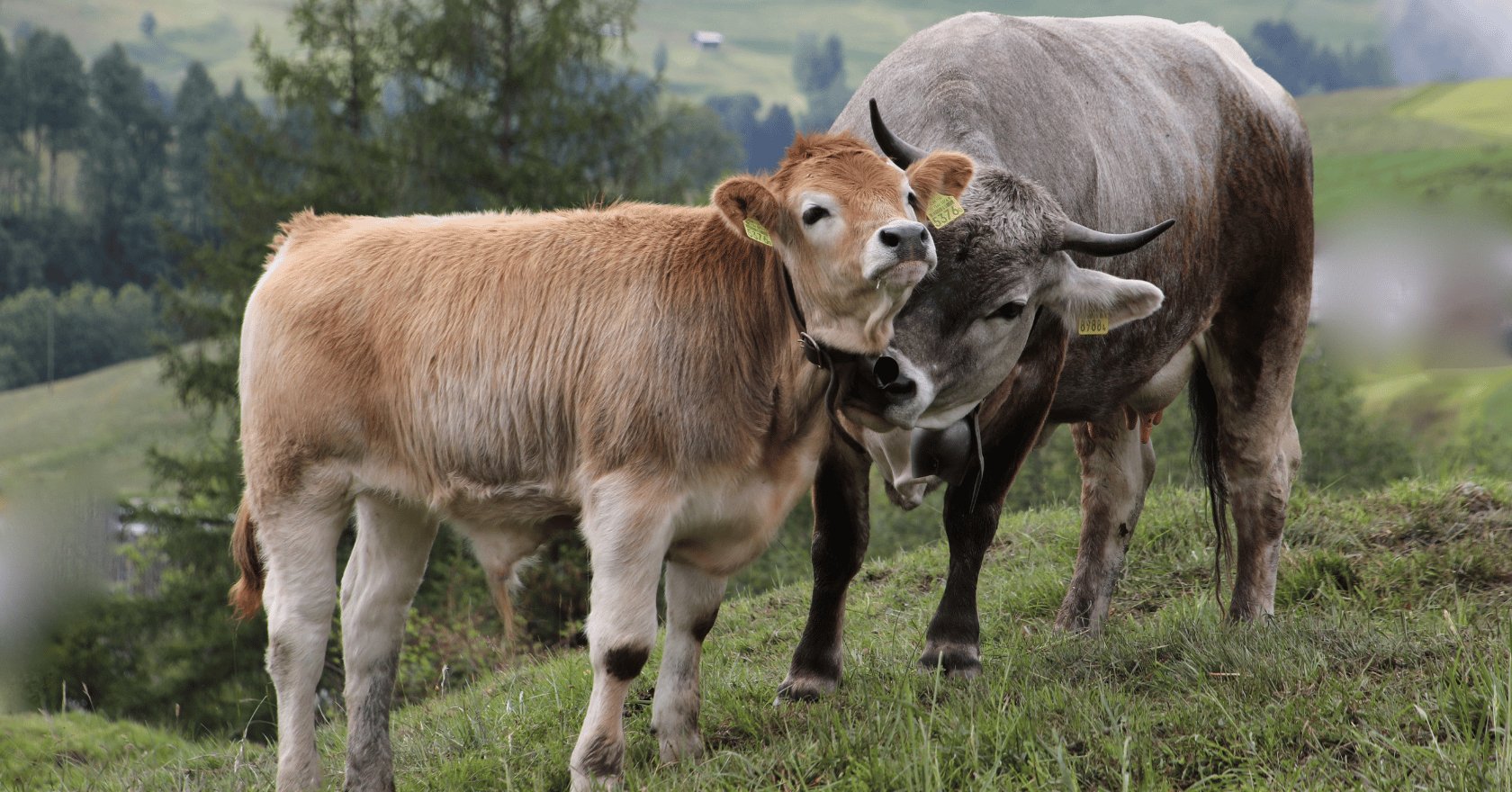 Kennst du den Unterschied zwischen Rind, Kuh und Kalb? - Alpahirt