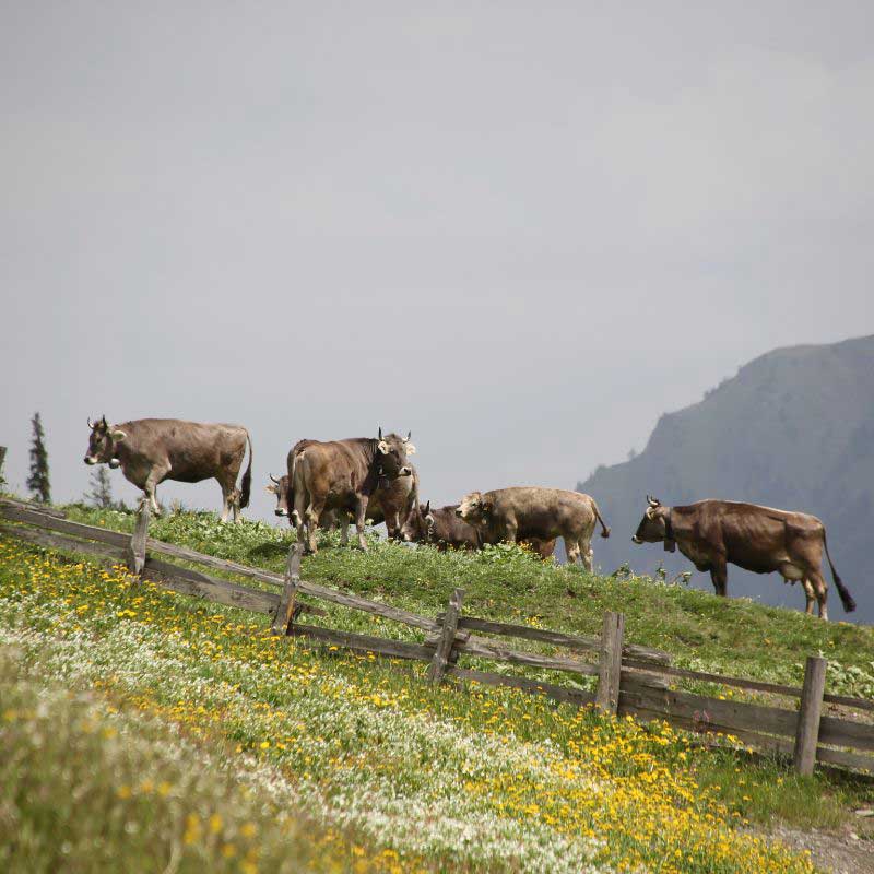 Möchten Sie Gras essen? - Alpahirt