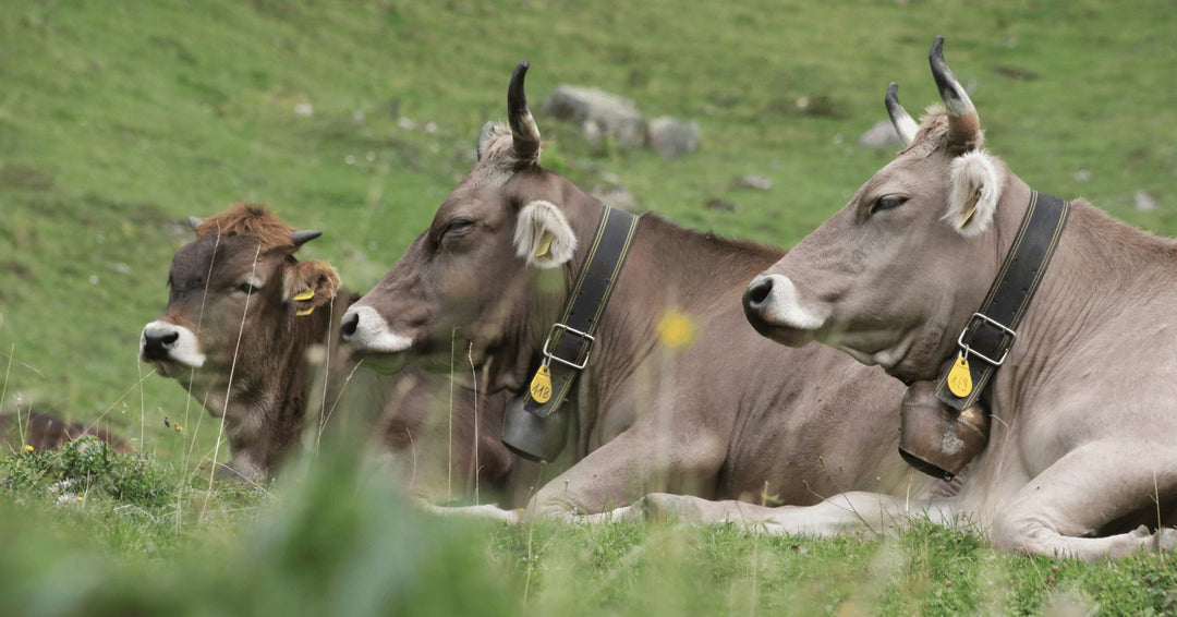 Was ist eine wesensgerechte Ernährung? - Alpahirt