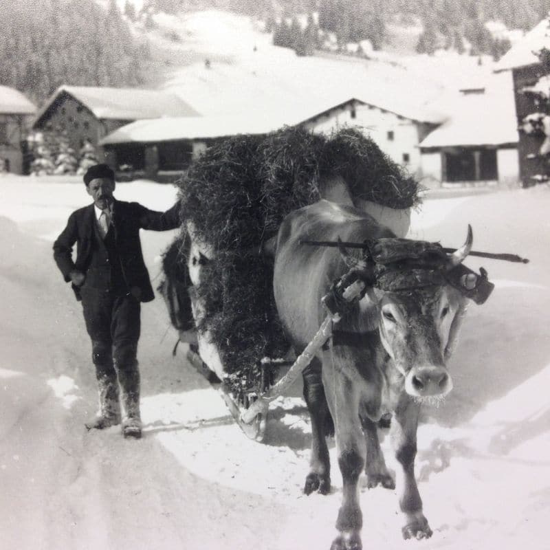 Was machen die Kühe eigentlich im Winter? - Alpahirt